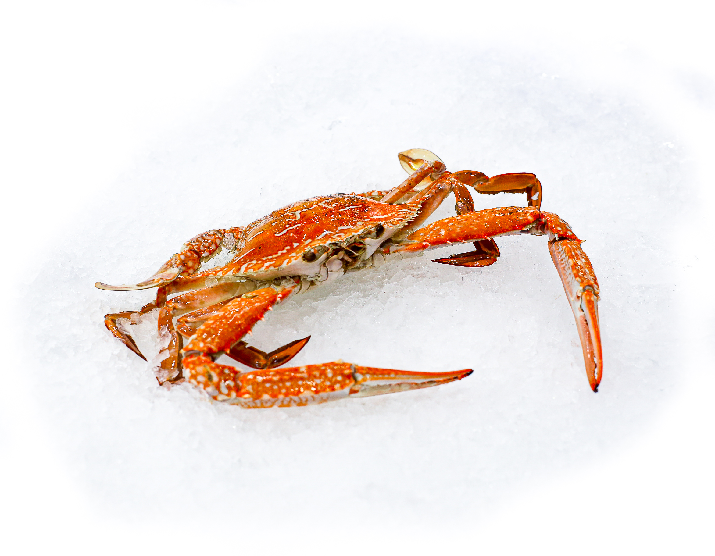 cooked-blue-swimmer-crabs-3pcs